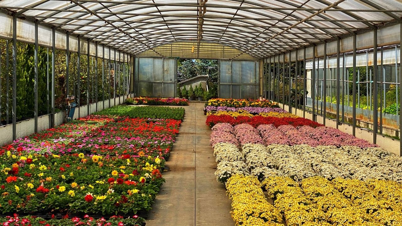 summer gardening tips