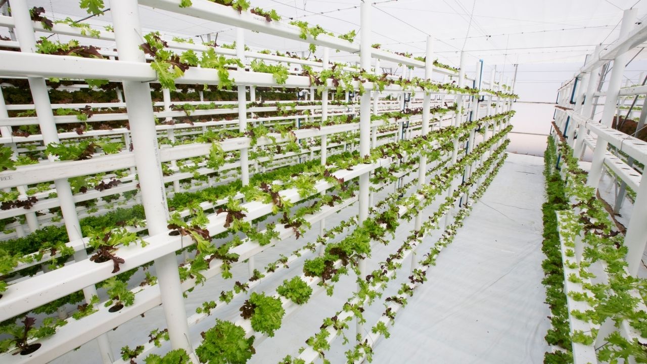 tips for greenhouse gardening
